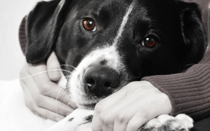 how do adopted dogs adjust to a new home
