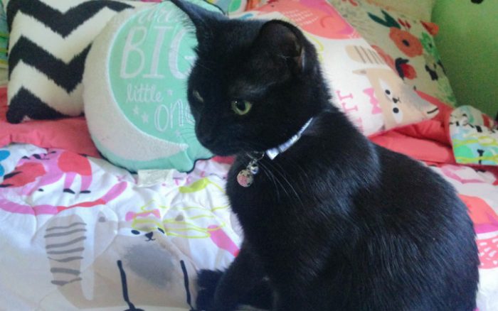 Shy black cat heals grieving military family