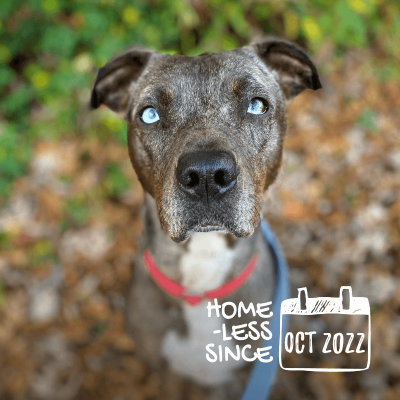 Tallahassee needs an active home and lots of dog friends