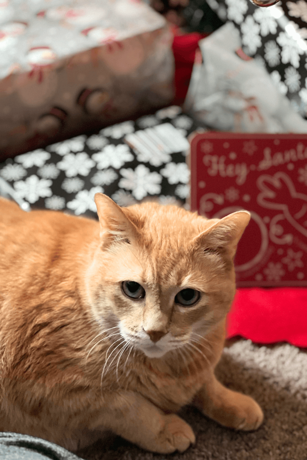 Navy veteran charmed by old tabby cat with unexpected personality