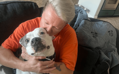 Senior Pittie saved by Navy veteran with a heart for Boxers and Bullies