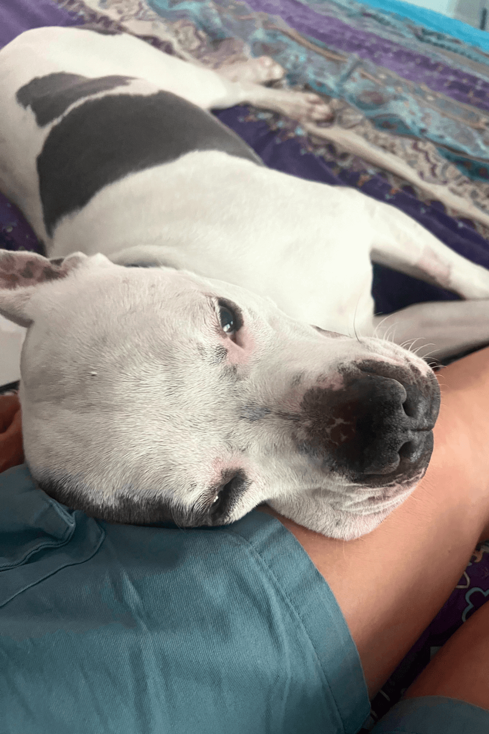 Senior Pittie saved by Navy veteran with a heart for Boxers and Bullies