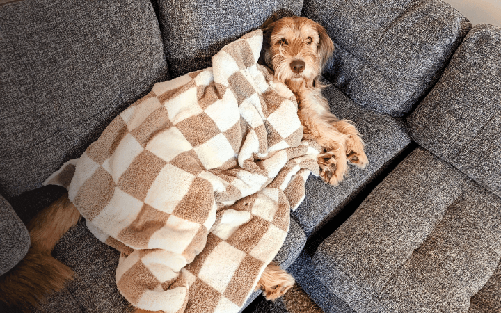 Rescued terrier becomes an anchor for a lonely Navy sailor