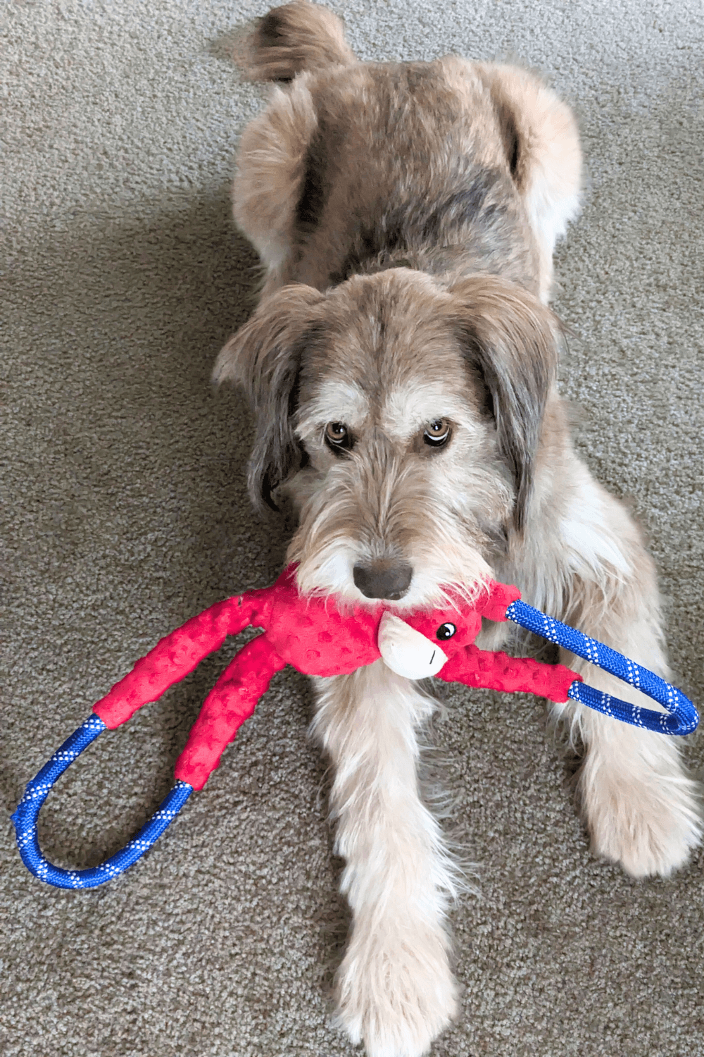 Rescued terrier becomes an anchor for a lonely Navy sailor