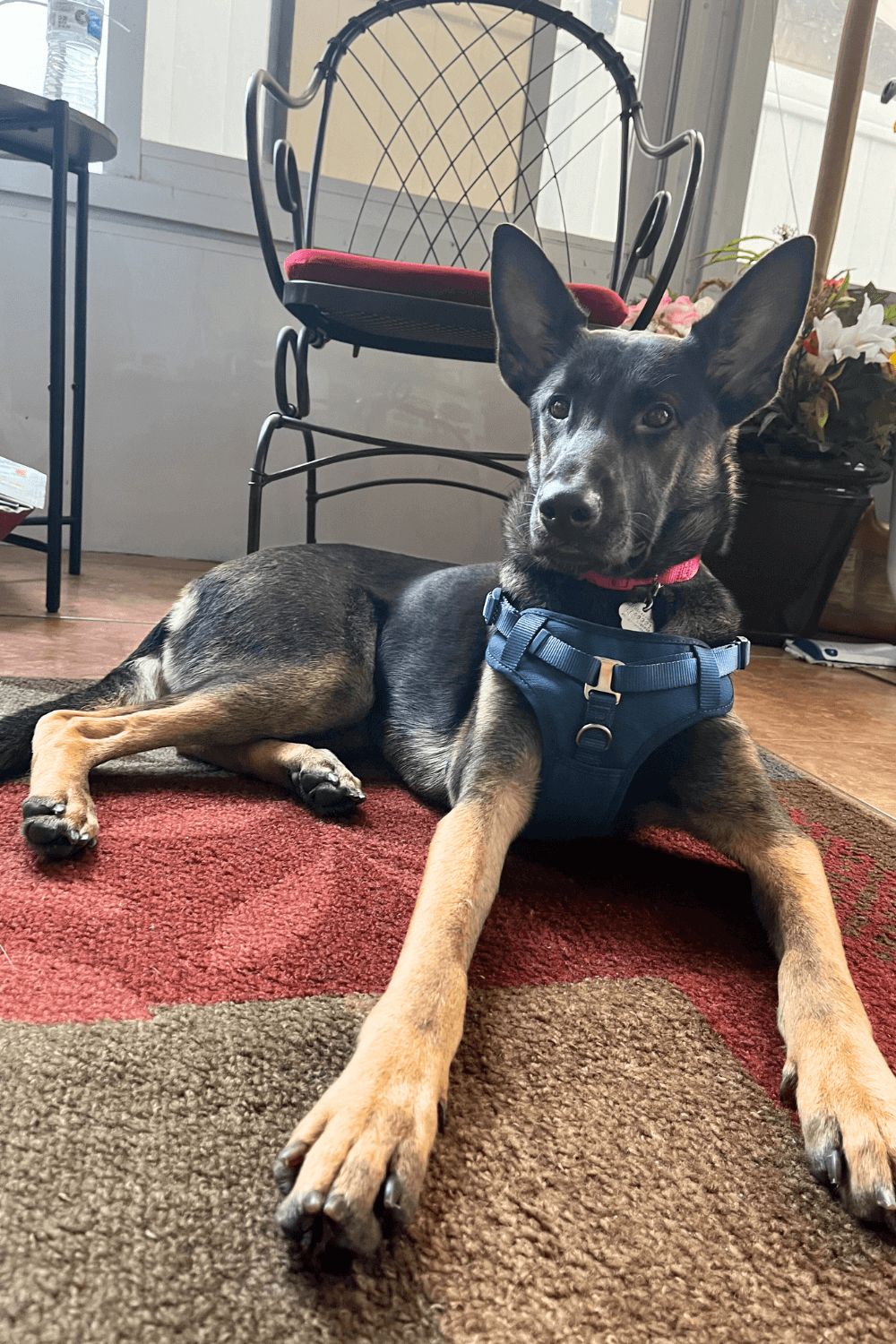 Shoe-stealing rescue dog steals heart of retired Air Force veteran and his family