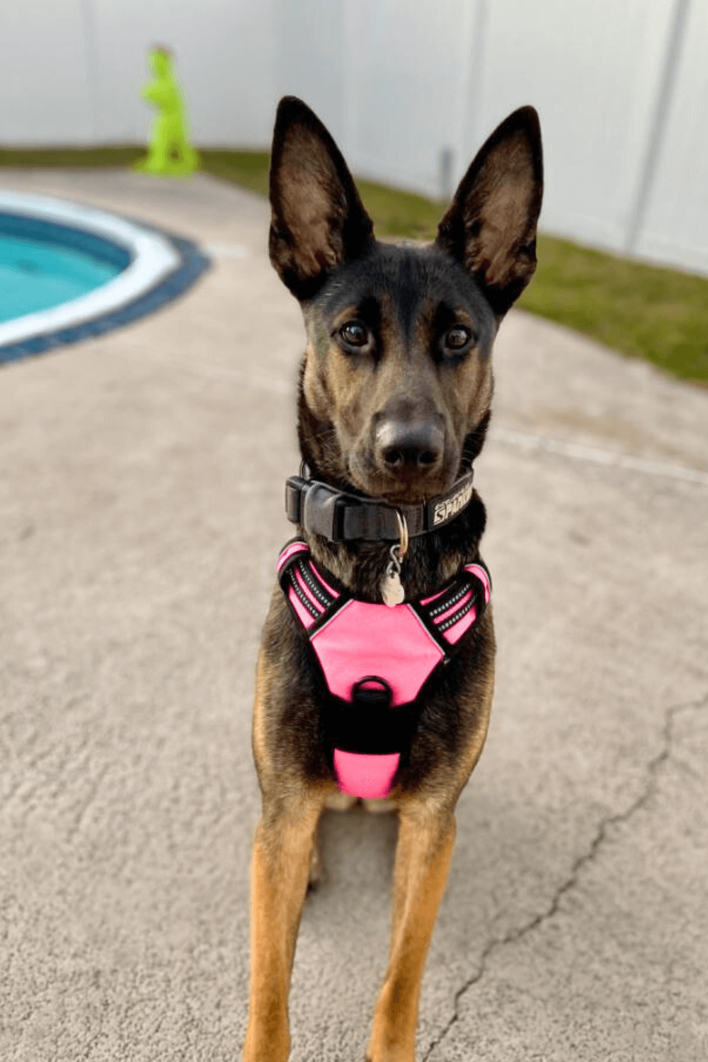 Shoe-stealing rescue dog steals heart of retired Air Force veteran and his family