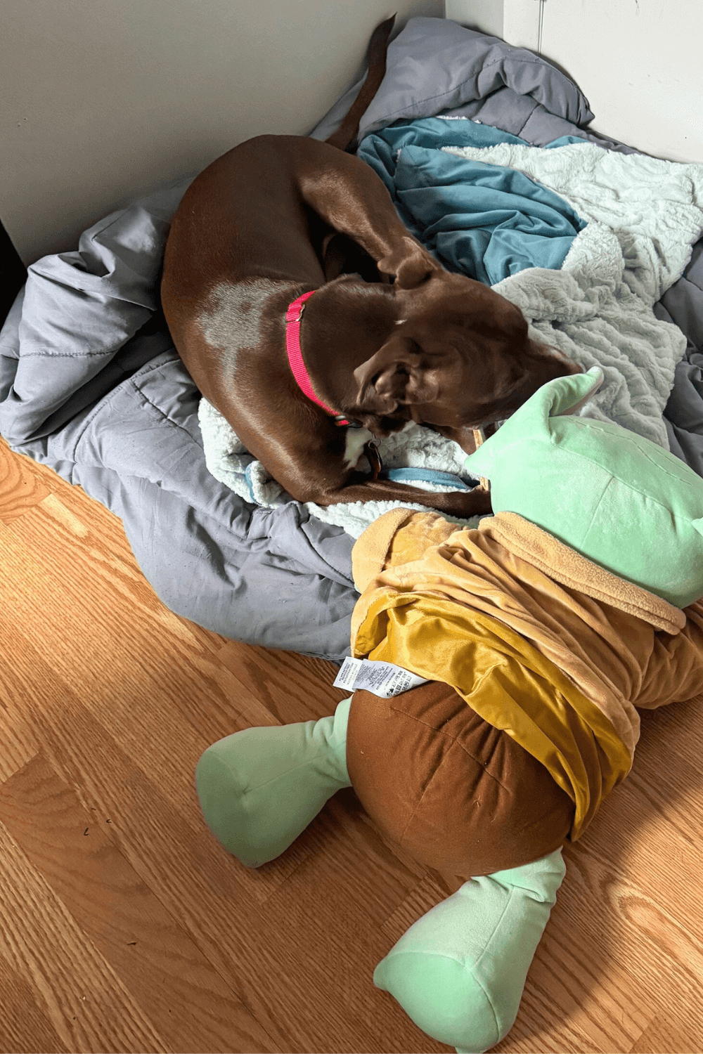 Pit Bull helps Army war veteran know that he is not alone