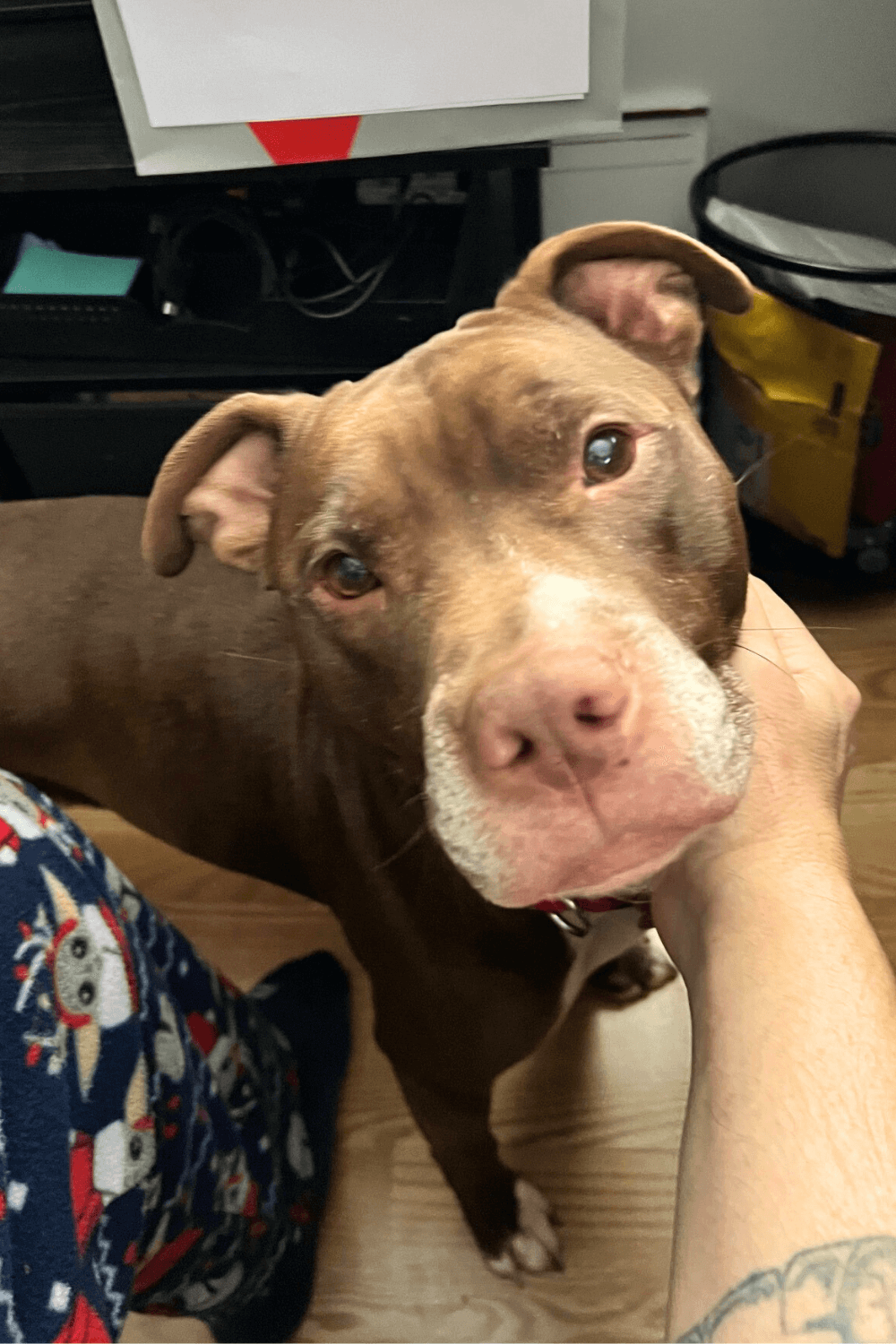 Pit Bull helps Army war veteran know that he is not alone