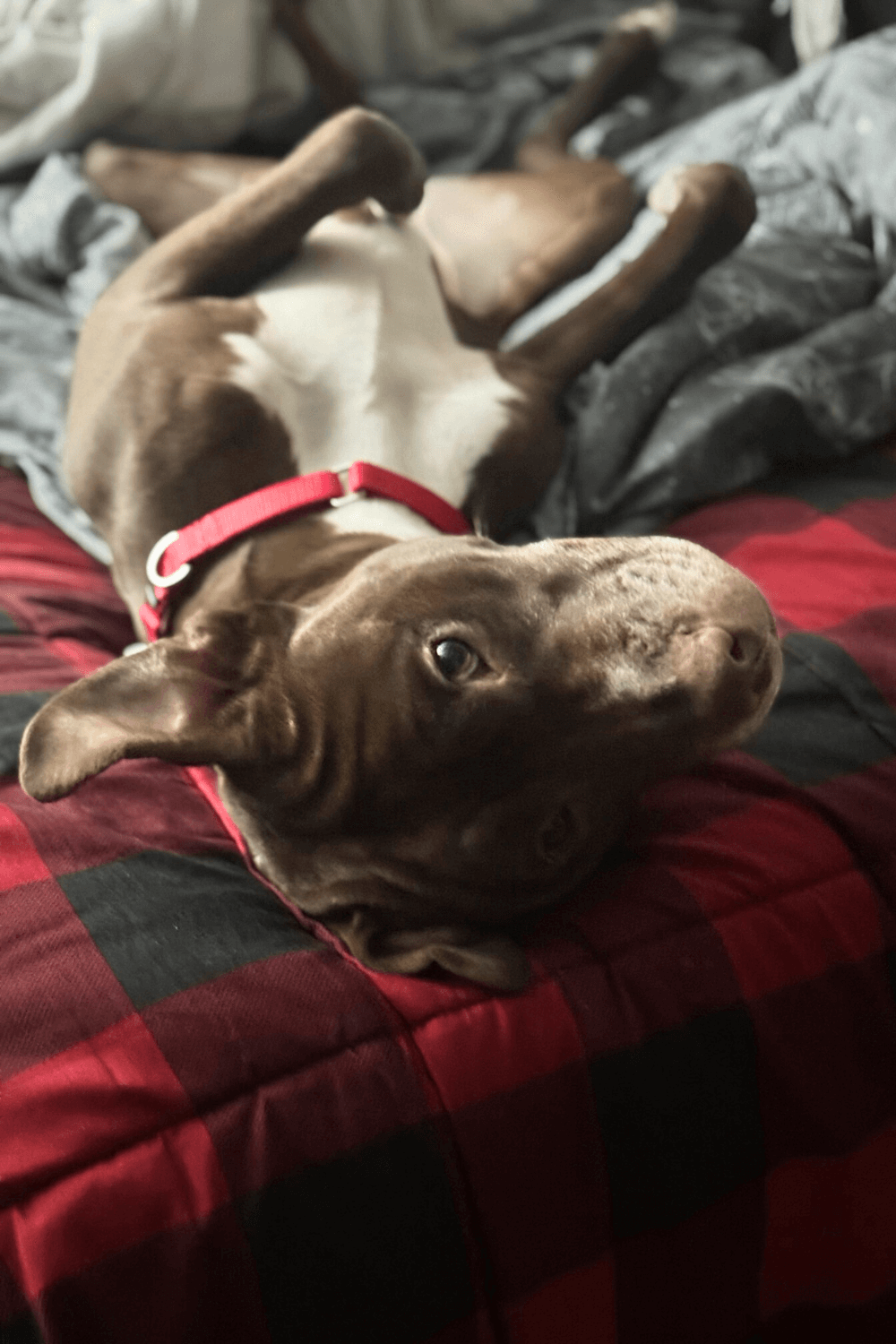 Pit Bull helps Army war veteran know that he is not alone