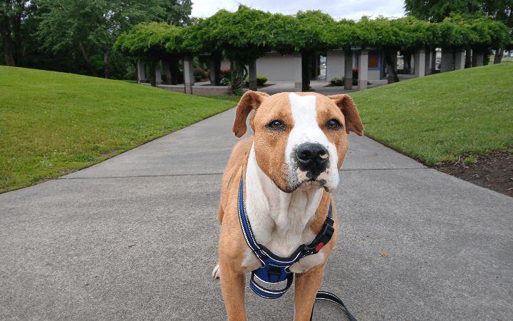 Pit Bull named Charlie is savior to a lonely disabled Army veteran