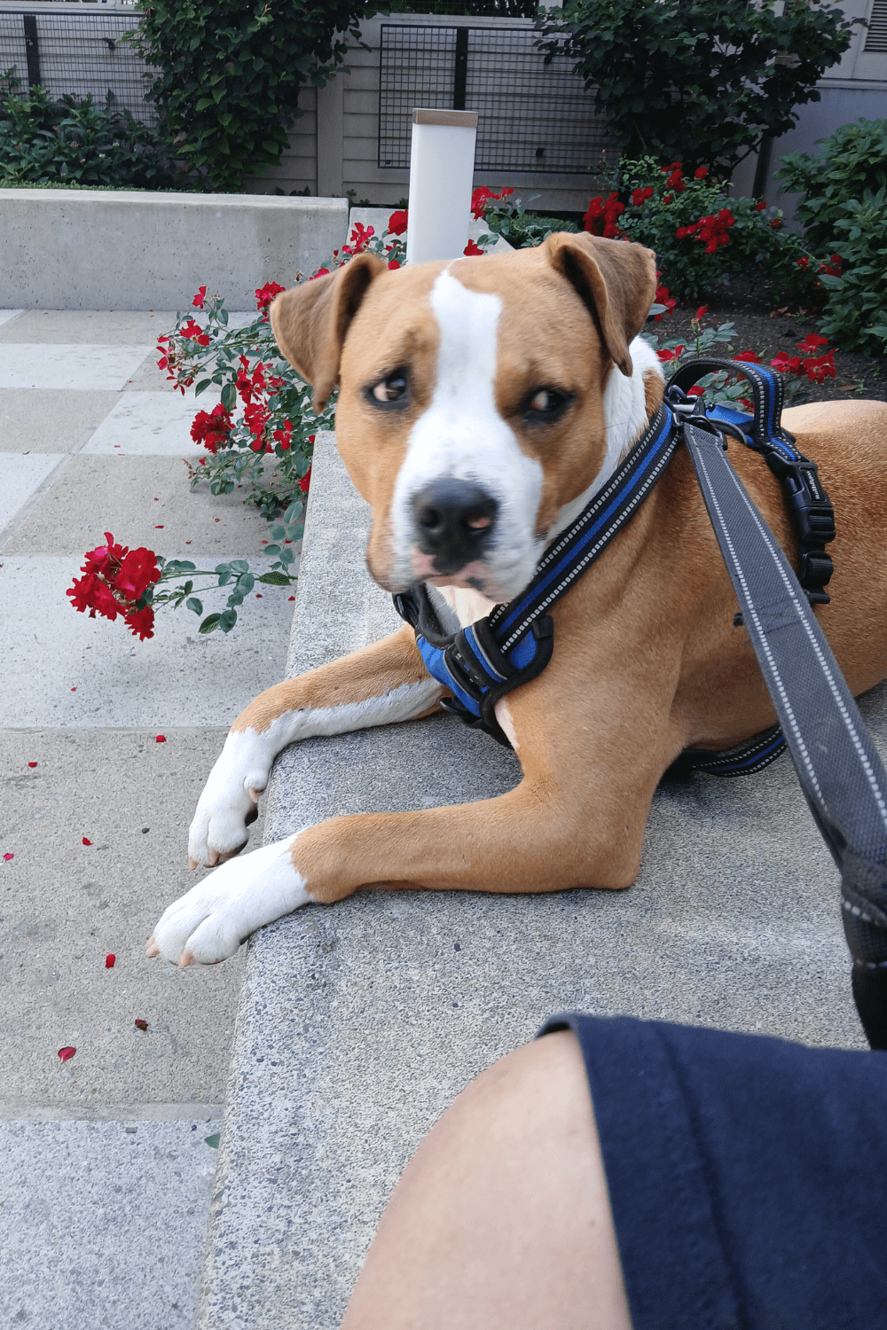 Pit Bull named Charlie is savior to a lonely disabled Army veteran