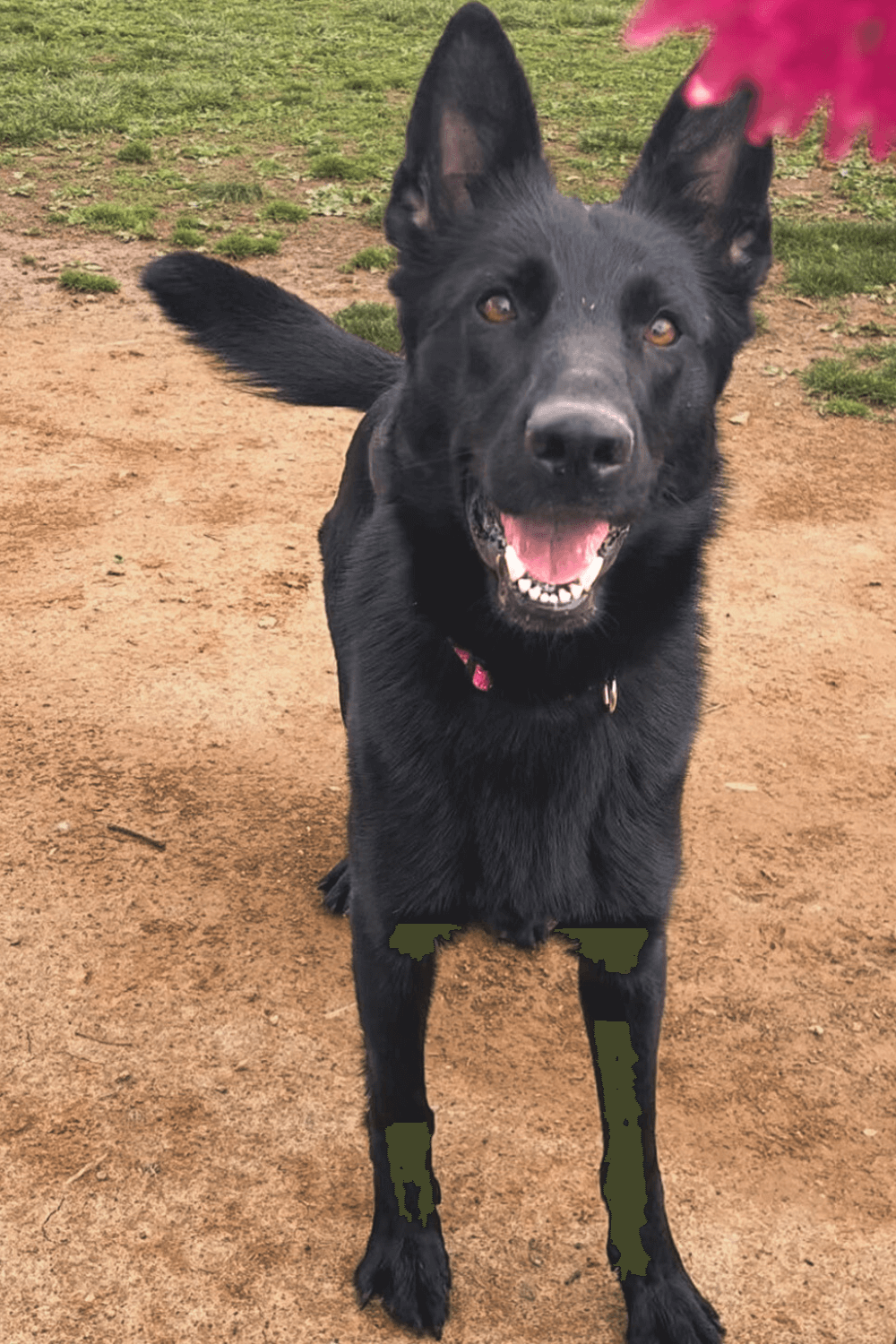 Canine companion sees Army veteran through major life changes