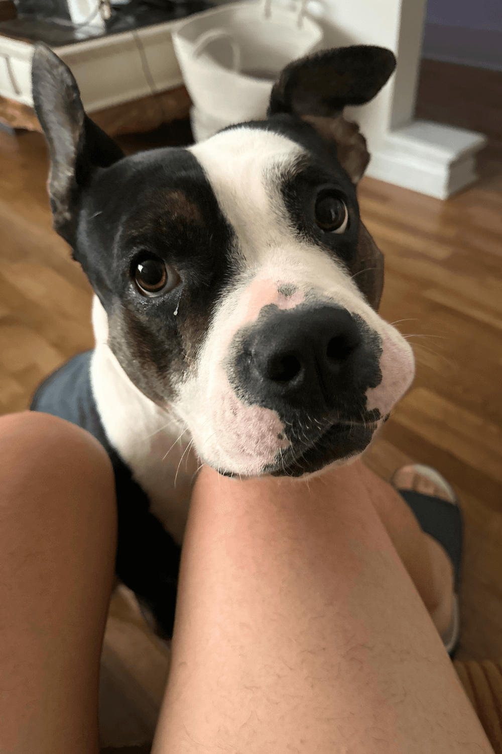 Rescued Pit Bull helps retired war veteran conquer loneliness