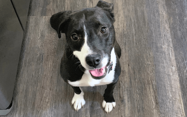 Spirited rescue dog helps Marine war veteran conquer post-service loneliness