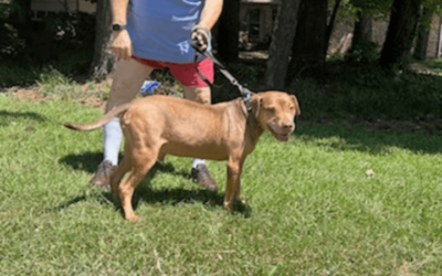 Navy veteran and lifetime nurse gives hope to traumatized rescue dog