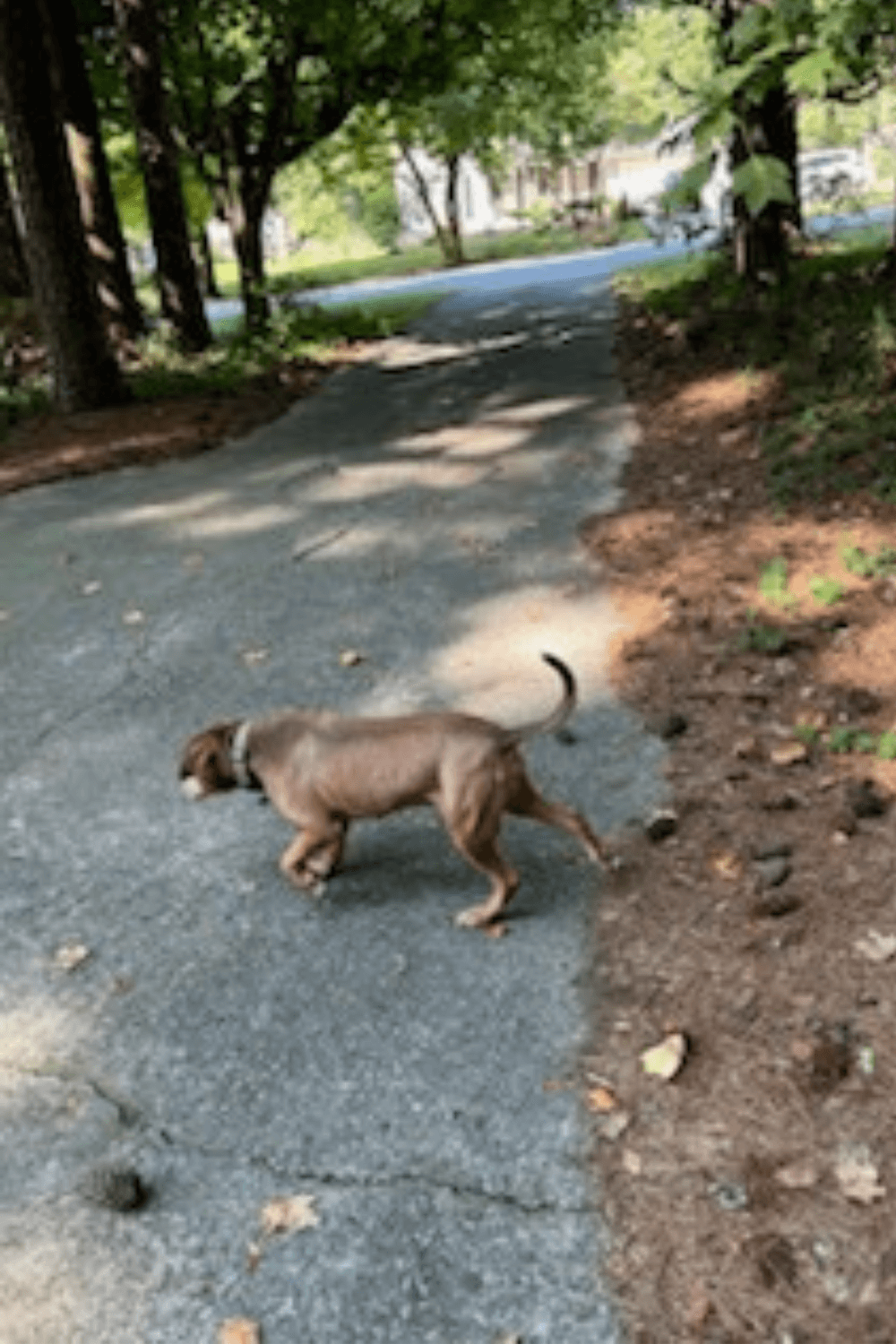 Navy veteran and lifetime nurse gives hope to traumatized rescue dog