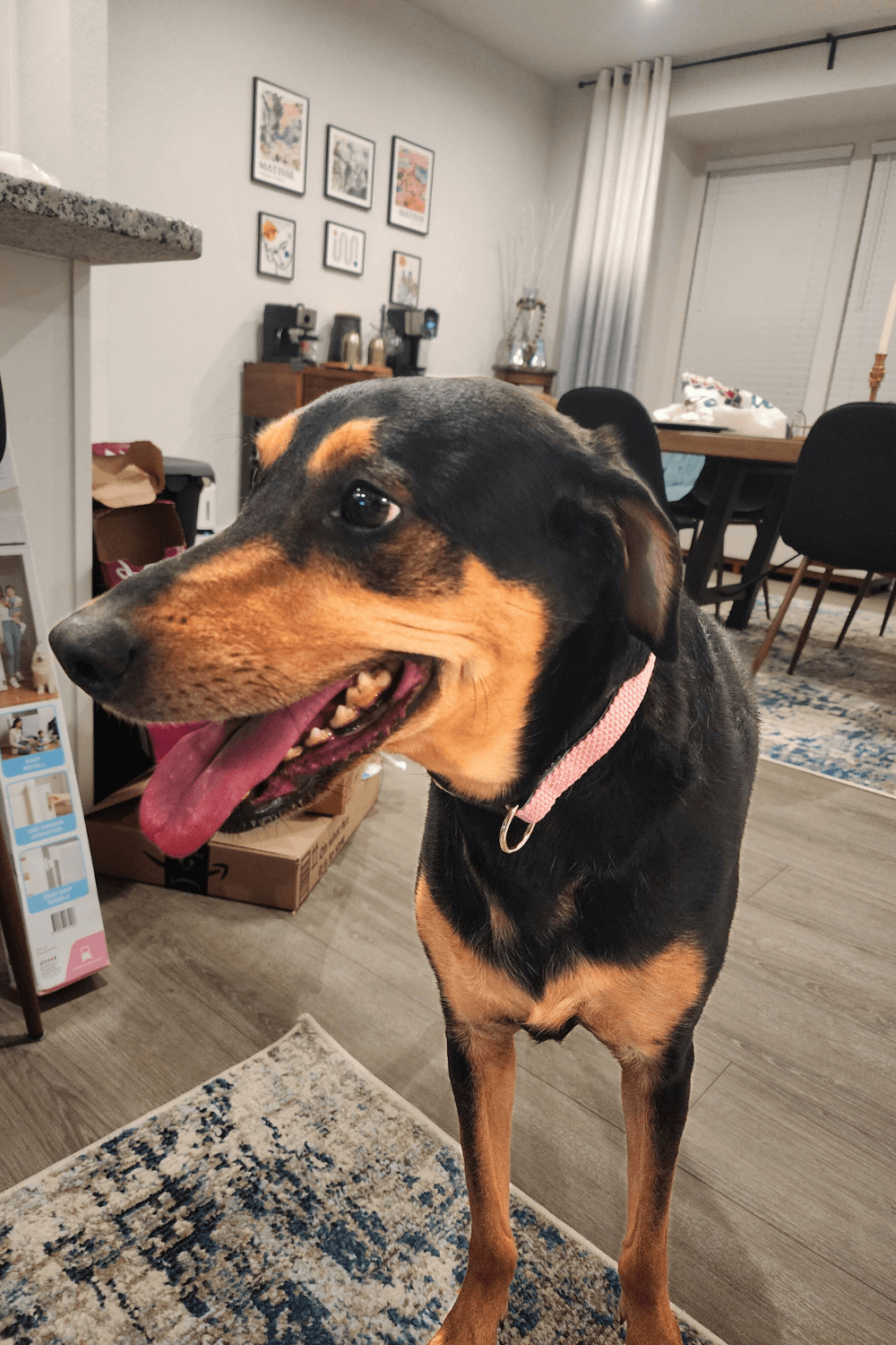 Naval officer completes his family with lifeline to sweet shelter dog