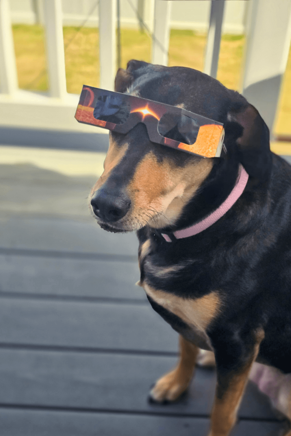 Naval officer completes his family with lifeline to sweet shelter dog