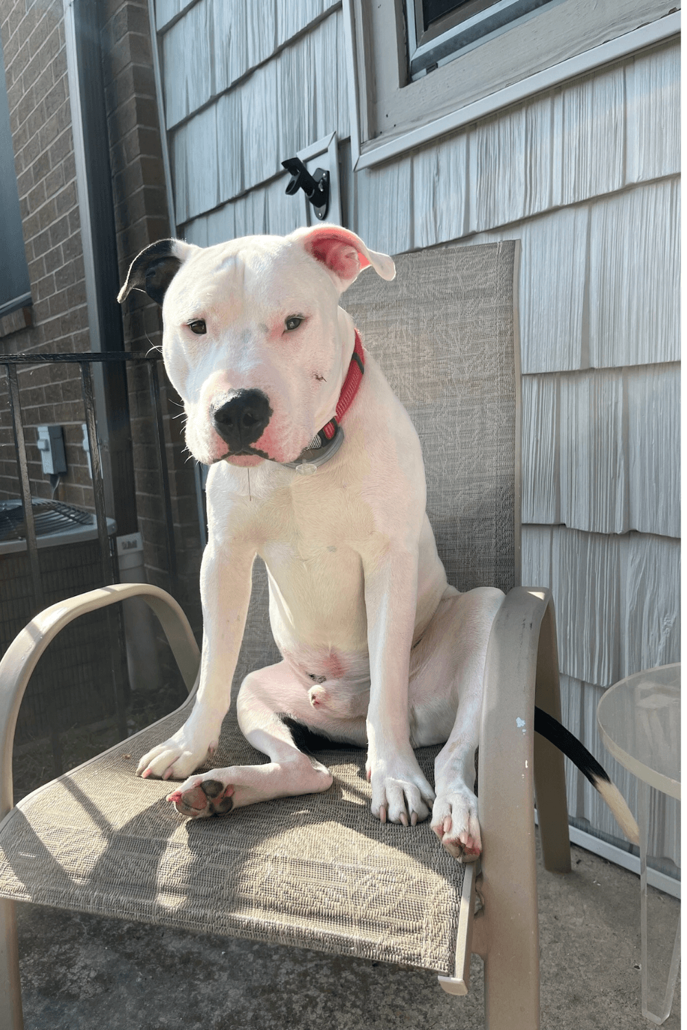 Marine Corps finds renewed purpose with dashing shelter dog