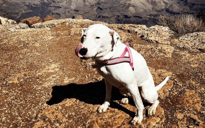 Rescue dog's unbreakable spirit gives Army veteran renewed purpose