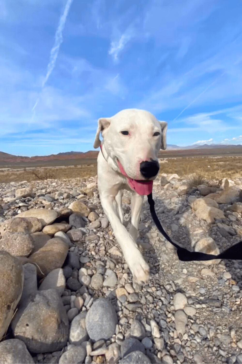 Rescue dog's unbreakable spirit gives Army veteran renewed purpose