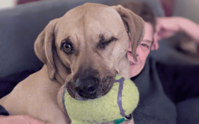 Tough love helps energetic shelter dog adjust to new home life