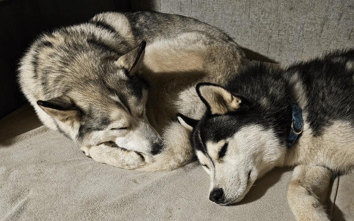 How a bonded pair of dogs gave a war veteran his life back